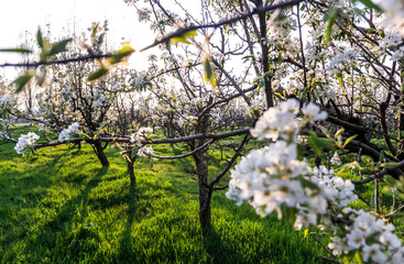 Blooming Apple Orchard