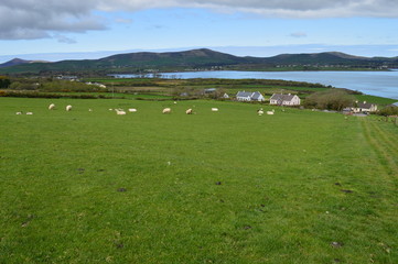 Fototapeta premium Typical Irish green landscape with coastline