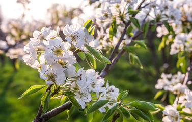 Blooming Apple orchard