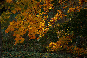 Autumn landscape. Inclined branches of maple with yellow-golden leaves above the green grass, covered with fallen leaves.