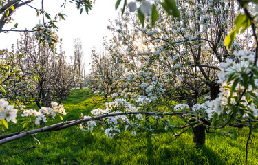 Blooming apple orchard