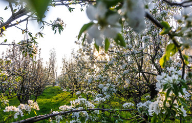 Blooming apple orchard