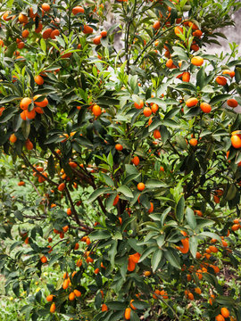 Planta de quinoto kumquat