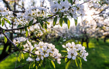 Blooming Apple orchard