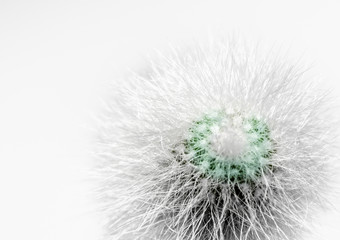 green fluffy cactus with white spines macro on white background closeup