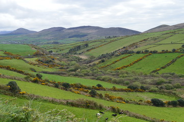 Fototapeta premium Typical Irish green landscape with fields, grass and hills