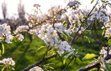 Blooming Apple orchard