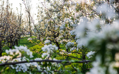 Blooming Apple Orchard