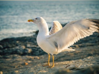 Fototapeta premium seagull
