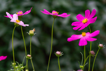 Fototapeta premium flowers, flower bed, summer, warmth, beauty