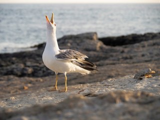 seagull on beach