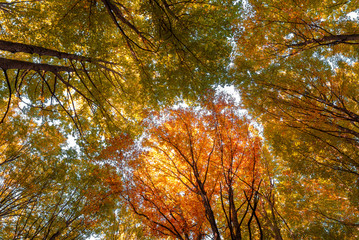 Obraz premium Mata del Haya beech forest, Belagua valley, Navarre, Spain