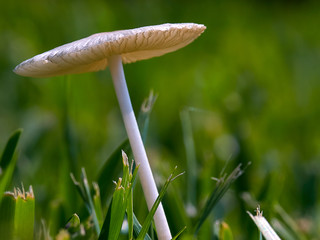 mushroom in the grass