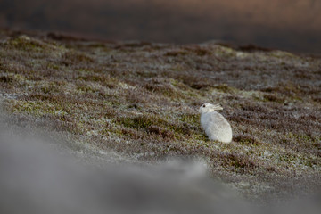 mountain hare in winter coat/moult on snowless heather slopes within the cairngorms NP, scotland