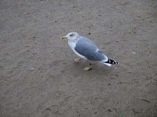 Seagull ona the beach, standing on the sand