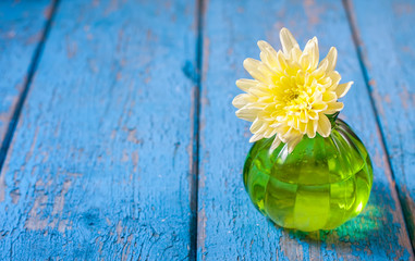 yellow flower chrysanthemum in vase on blue wooden background.