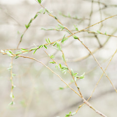 Floral pattern from Spring fresh leaves on branch. Selective focus.