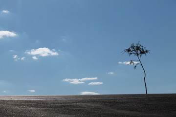 tree and sky