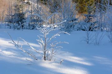 Winter forest in the mountains