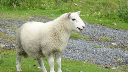 kleines Schaf