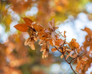 branch with yellow leaves of maple