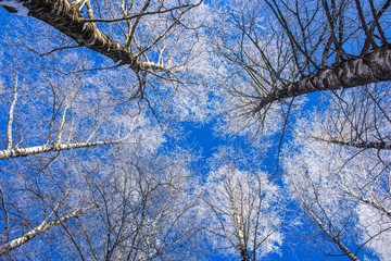 Frozen tree branches. White frost in winter on a branch