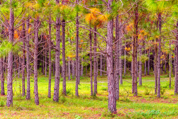 Fototapeta premium Pine Forest Florida