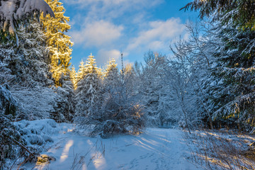 Schneebedeckte Bäume und Büsche mit Sonnenstrahlen