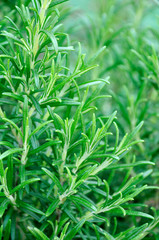 GROWING ROSEMARY