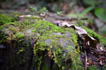 Nature