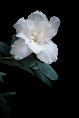 White azalea flower, isolated on dark background.