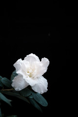 White azalea flower, isolated on dark background with copy space.