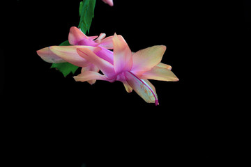 Beautiful pink-beige Christmas Cactus flower. Schlumbergera Truncata.