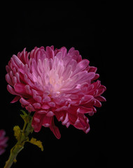 Beautiful purple chrysanthemum, isolated on black background.