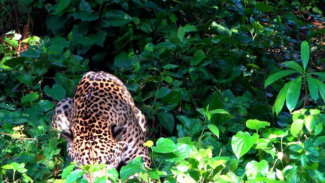Leopard walking in forest