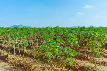 Fototapeta na wymiar View of cassava field in Kanchanaburi, Thailand