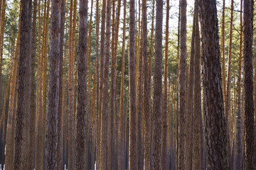 Obraz premium trees in forest