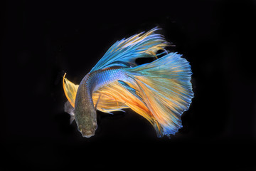 betta fish