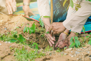 The provincial governor and his wife  plant a tree together for