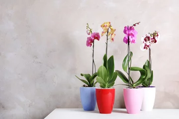 Papier Peint photo Orchidée Belles fleurs d& 39 orchidées tropicales en pots sur table près du mur de couleur. Espace pour le texte