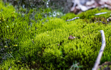 Moss