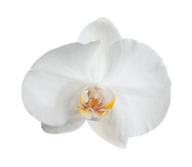 Beautiful tropical orchid flower on white background