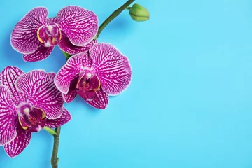 Papier Peint photo autocollant Orchidée Branch with beautiful tropical orchid flowers on color background, top view. Space for text