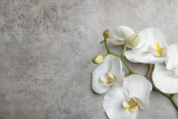 Fototapeta na wymiar Branch with beautiful tropical orchid flowers on grey background, top view. Space for text