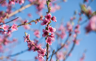 Peach blossom