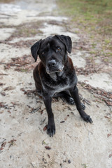 Senior Old Black Lab Dog