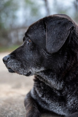 Senior Old Black Lab Dog