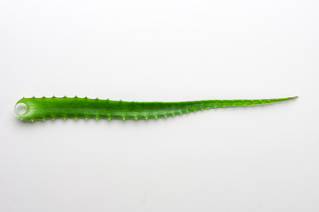 Aloe leaf on white background