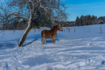 Junges Pferd auf einer schneebedeckten Wiese