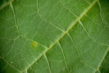 Macro photograph of a leaf of a green color